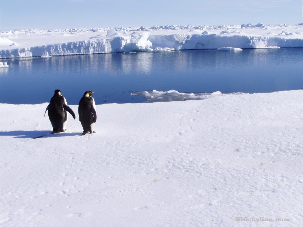 Penguin Skyline !
